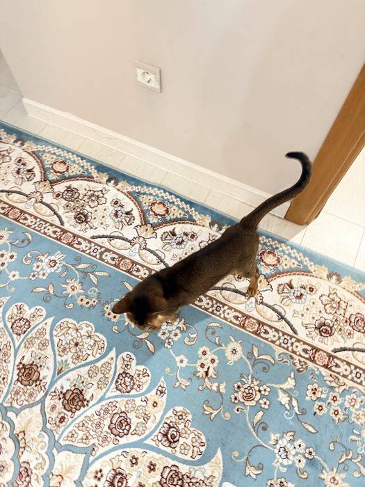 Кошка абиссинская