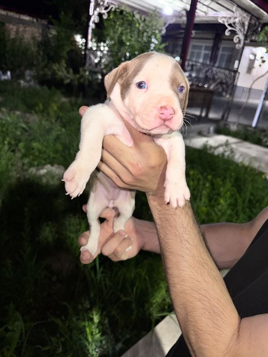 Pitbull bolalari