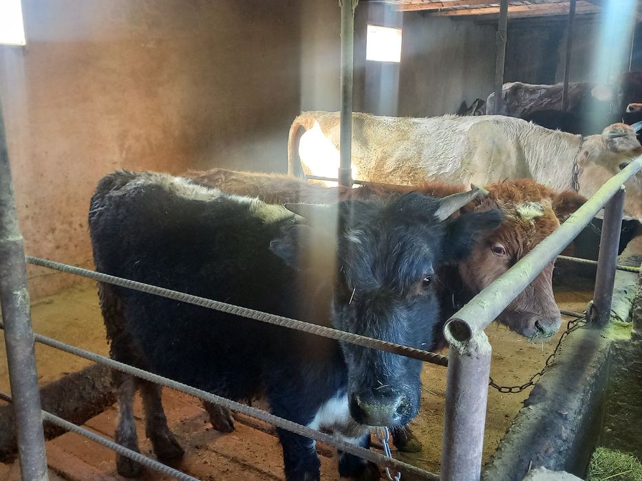 Бычки                        .