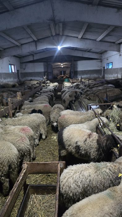 Miei de Paște!!!