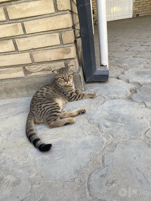 Котята в доьрые руки