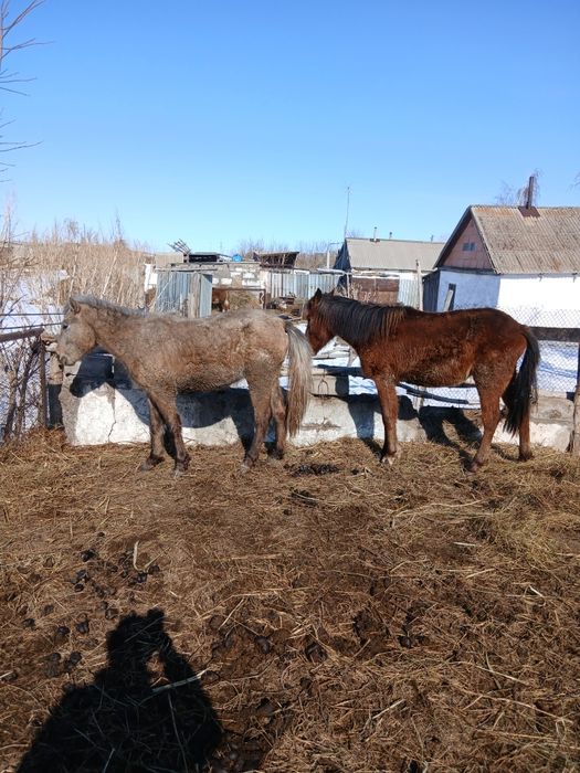 Байталдар сатылады продам