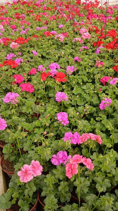 Flori Muscate,Dalia ,Begonia