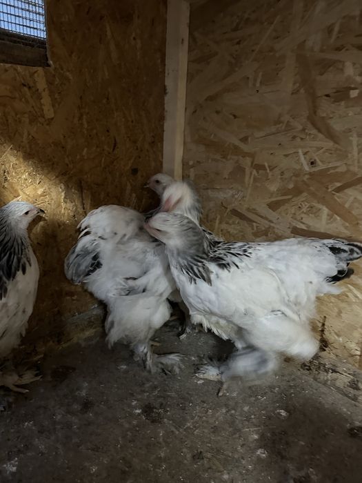 Familie brahma hd tineret