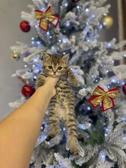 Шотландские котята