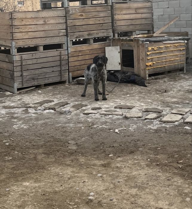 Дратхар продается 10 месец кобель