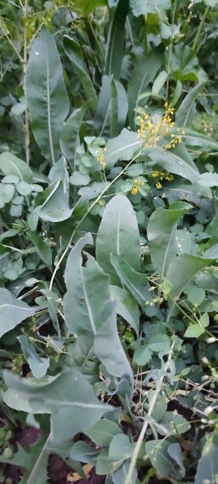 Листья Усьма, лимонник барглари