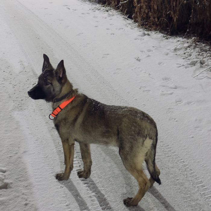 Бельгийская овчарка малинуа