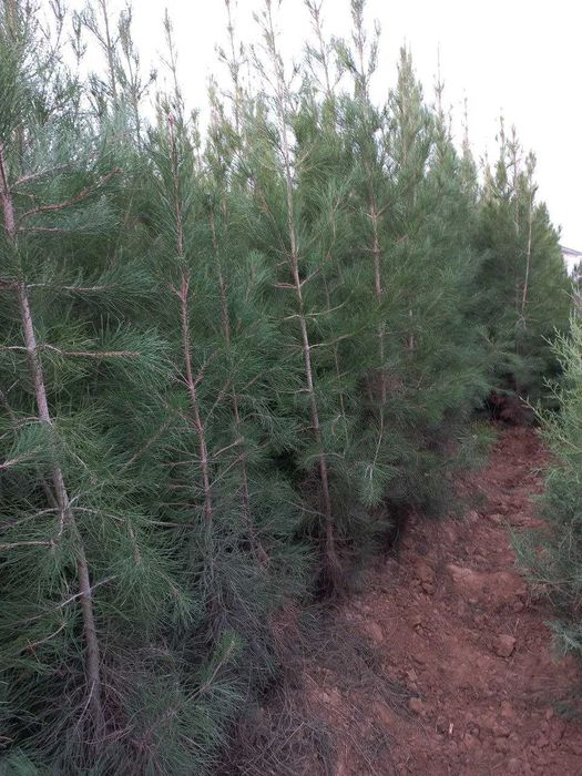 Арчалар сасна ва можжевельник