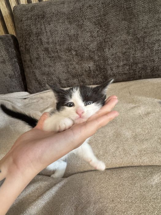Подарявам котенца