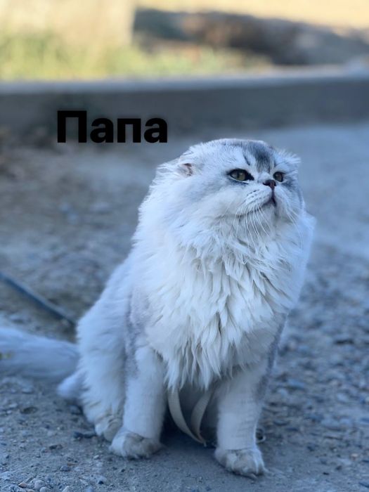 Продается шиншила катенок