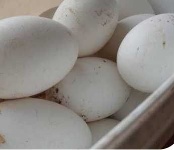 Гусиные яйцо инкубационный