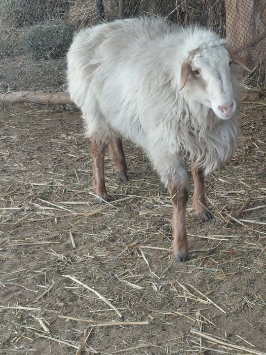 Продам баран……..