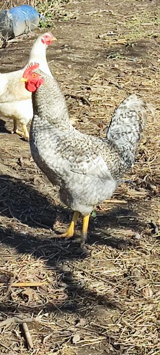 Продавам петли-свободно отглеждани