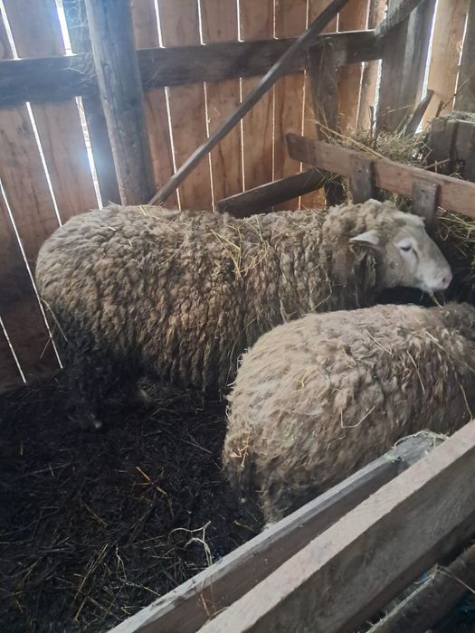 Vând berbeci rasa Ill de France