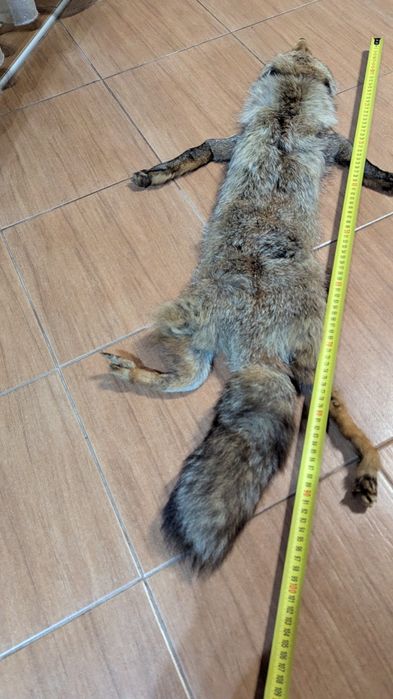 Кожа от лисица.      .