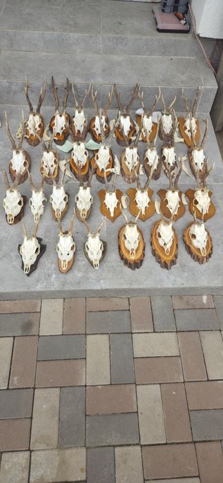 Vand colectie de trofee de caprior. Vefeti cele 8 poze atasate la anunt.