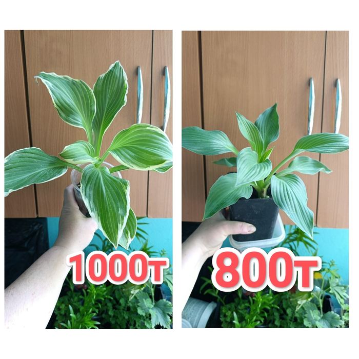 Многолетние цветы Кжби
