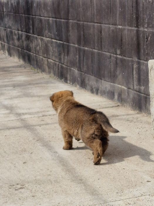 Щенок немецкой овчарки