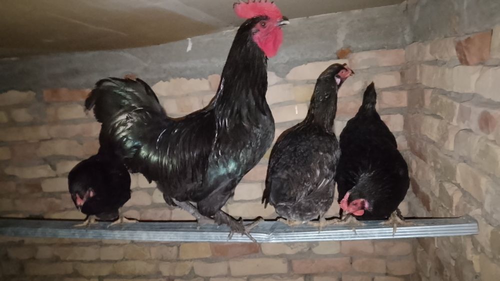 Tovuqlar xuruzlar bor