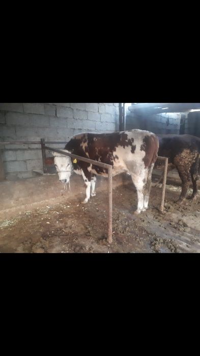 Бұқа сатылады бордақыда тұрған.