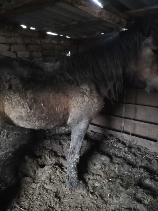 Продам байтал с откорма!!!