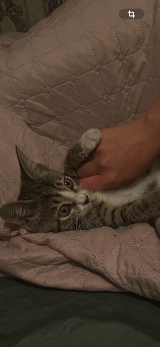 Отдам котенка в добрые руки