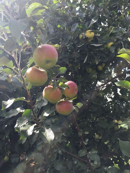 Продам дачу в общ. Союз