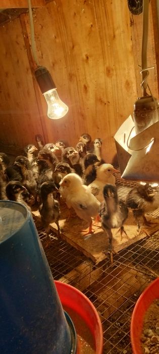 Домашние цыплята ,Хонаки товук чужалар