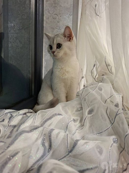 Mushuk sotiladi jinsi qiz.