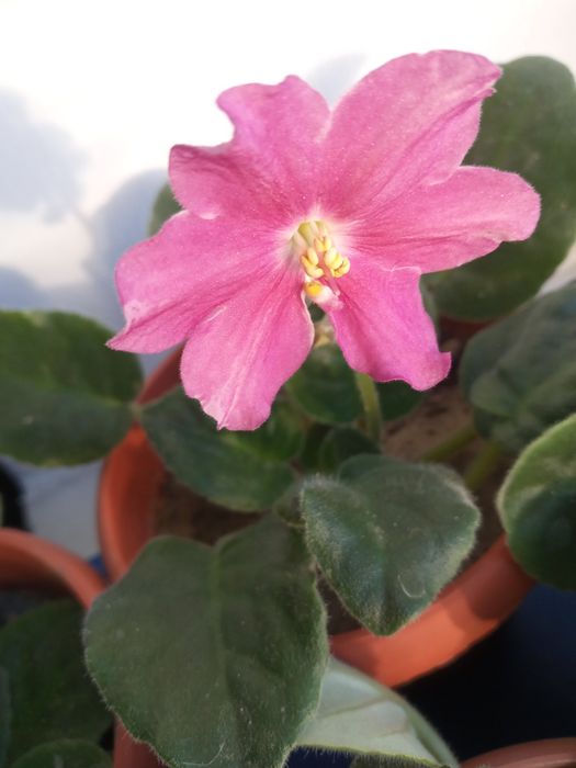 Фиалочка первоцвет в горшочках.