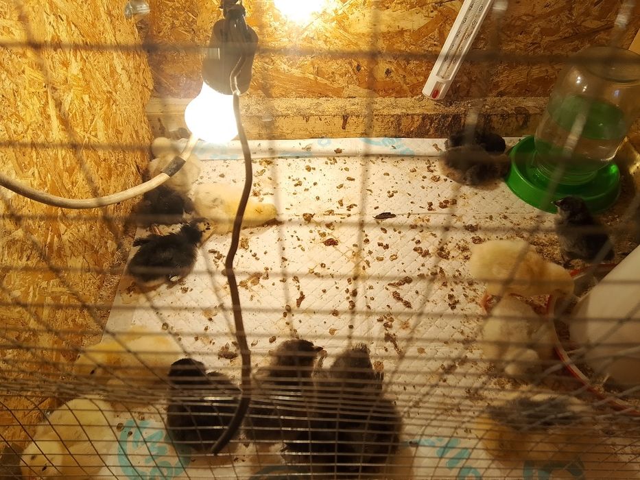 Продам домашних курей