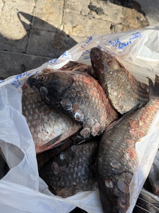 Продам рыбу карась и рипус из Зайсана