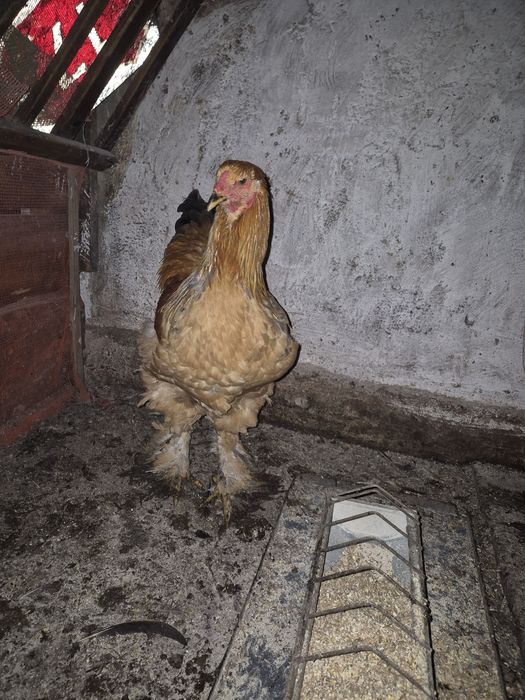 Vand cocosi tineret(6 luni) brahma columbia lemon, australorp