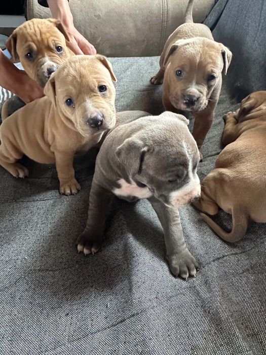 Кученца Pitbull American Bully гр. Дулово • OLX.bg