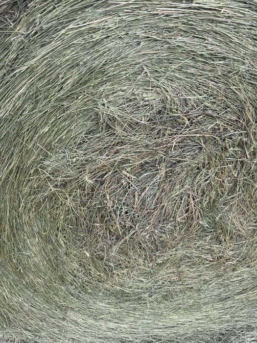 Сено житняк 2025год