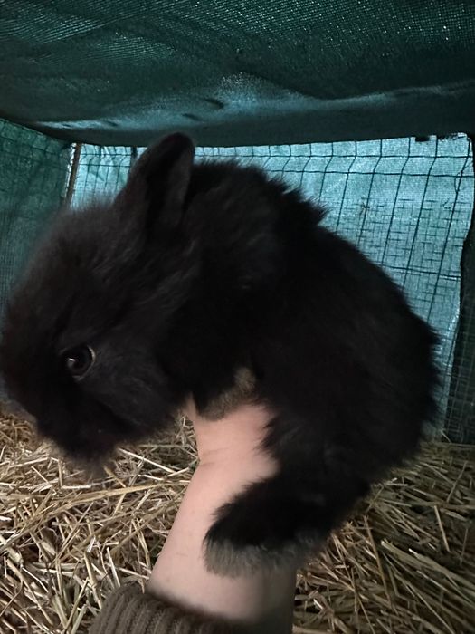 Vând Pui iepure pitic