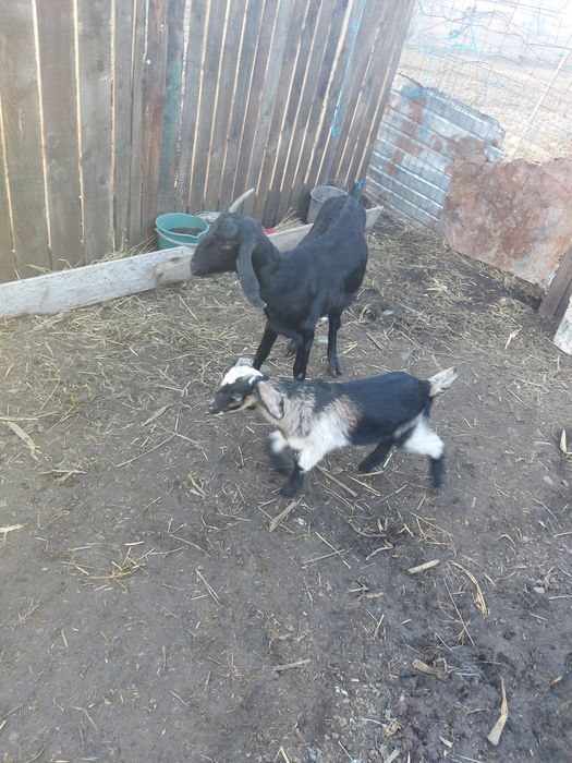 Vând 3 capre fatate