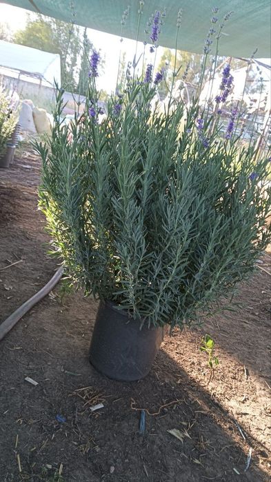 Lavanda ko‘chatlari sotuvda!