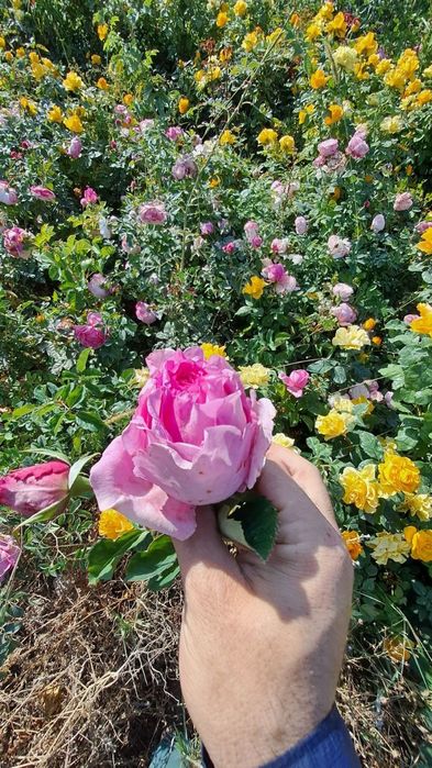 Manzarali gullar atirgul