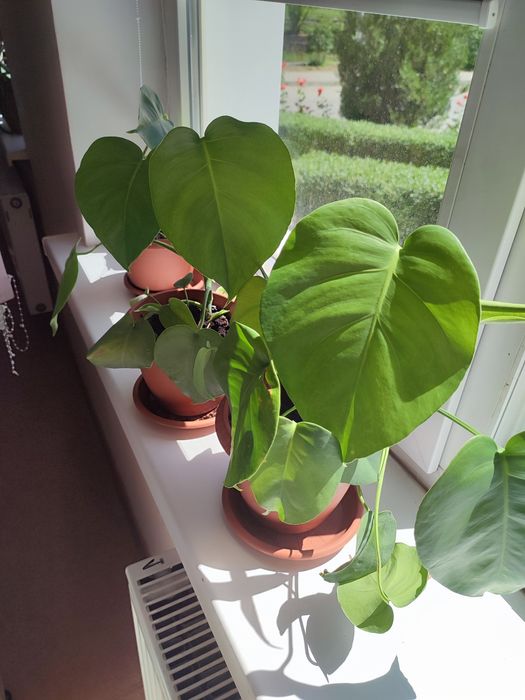 Алоэ Вера, Монстера и другие комнатные цветы