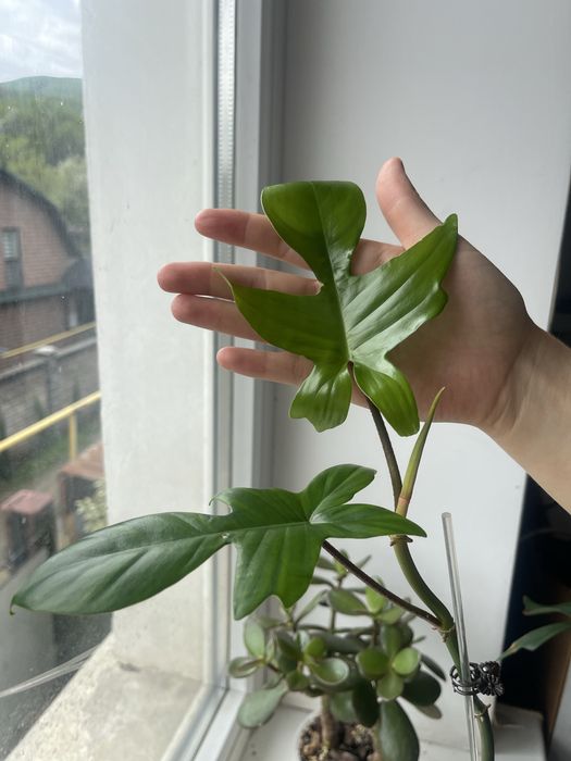 Филодендрон флорида бьюти