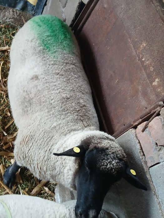 Vand oaie suffolk originala gestanta