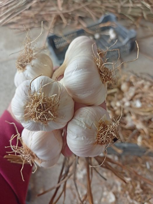 Usturoi românesc de Copălău Botoșani