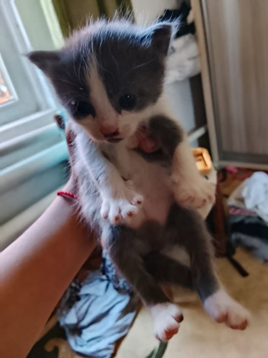 Котят отдам даром