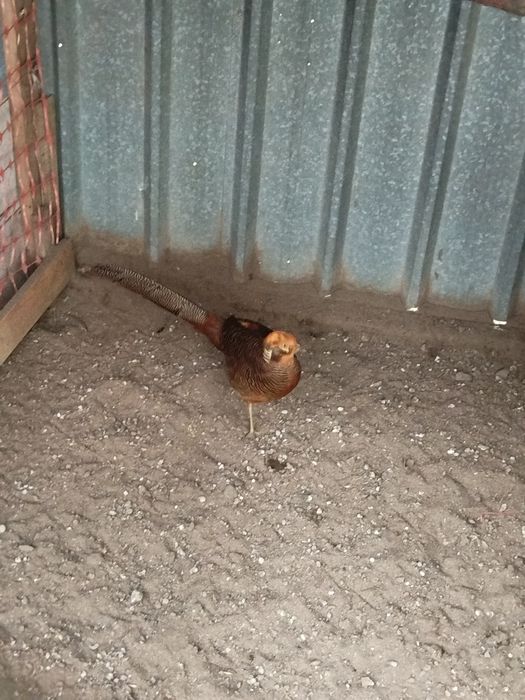 Продам фазана золотой