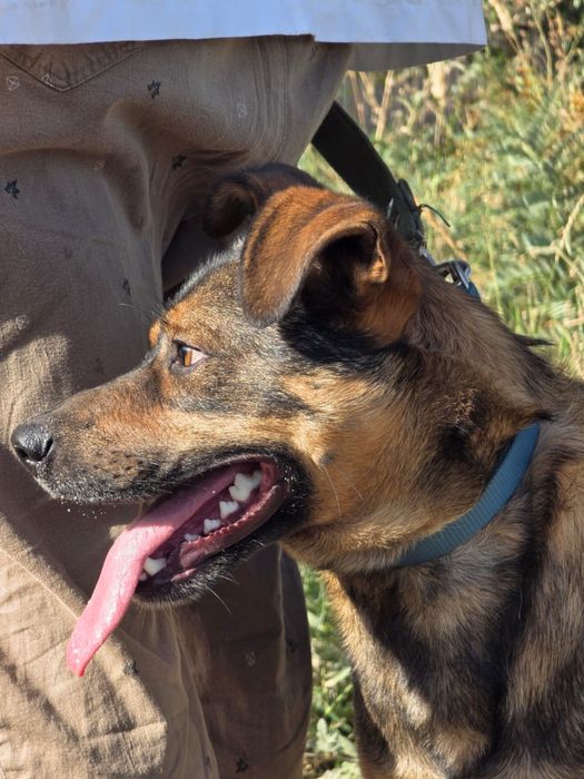 Ищем дом собаке мальчику