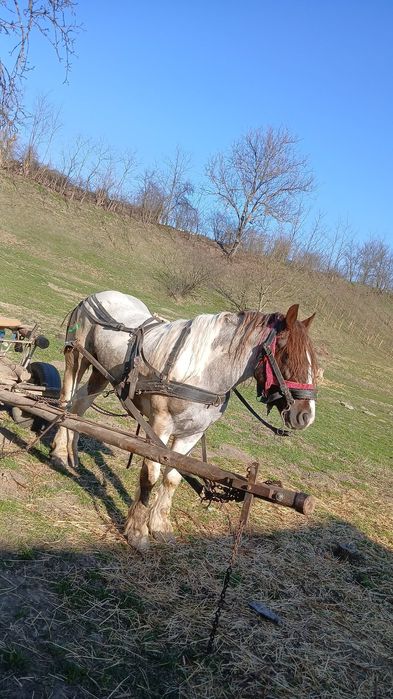 De vanzare manz de 3 ani garantat de ham fac si schimb cu iapa sau cu oi