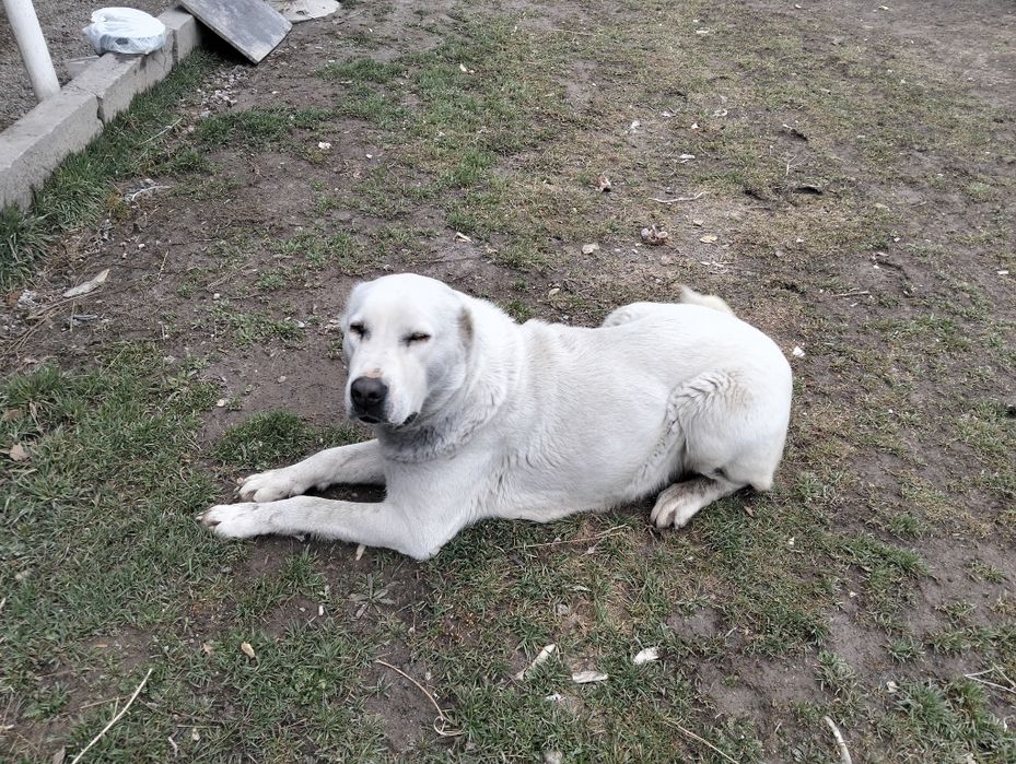 Алабай ит 2жасар