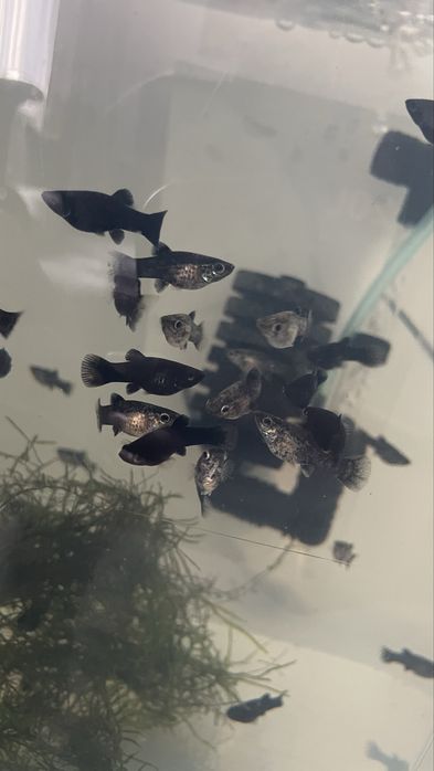 Vand pui pestii xifo/moli